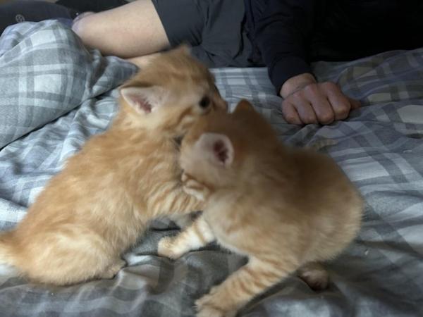 Image 2 of Gorgeous ginger kitties