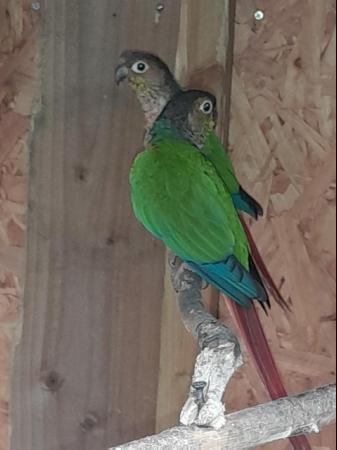 Image 4 of Beautiful feather perfect conures