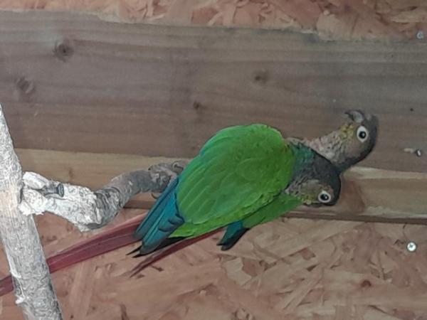 Image 4 of Beautiful feather perfect conures
