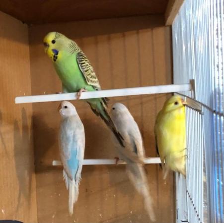 Image 6 of Female budgies looking for good loving homes