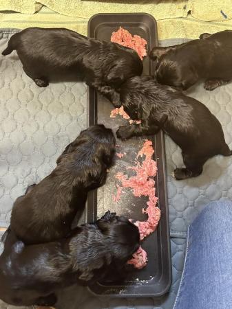 Image 15 of Black and Tan Cocker spaniel puppies 4 left