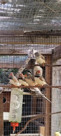Image 5 of Zebra finches all young birds