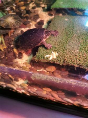 Image 3 of 2 Musk Turtles with or without Complete set up