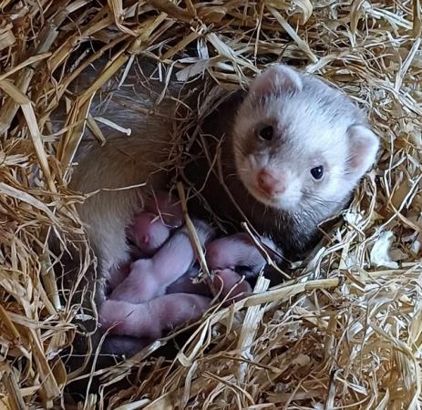 Image 10 of *Baby Ferrets For Sale,Ready now,Hobs and Jill's available*