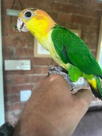 Image 1 of Caique Female - *silly tame with cage*