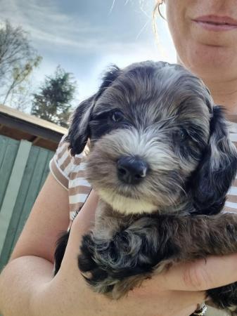Image 1 of Merle girl Cockapoo for sale