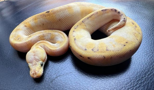 Image 5 of Firefly champagne female ball python royal