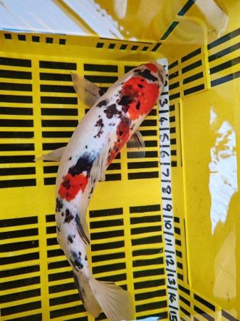 Image 4 of LARGE KOI POND FISH HEALTHY AND STRONG 16 INCH
