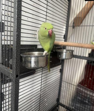 Image 2 of Indiangreen Ringneck for sale £150 Cage Included No offer
