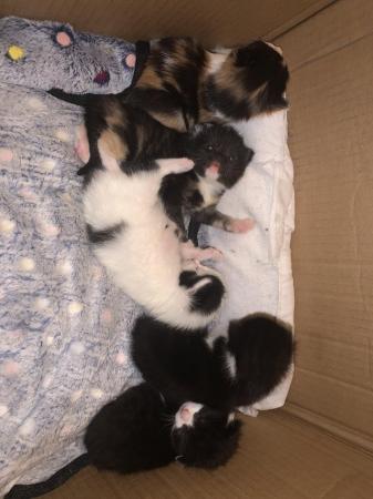 Image 5 of 4 beautiful kittens adopt