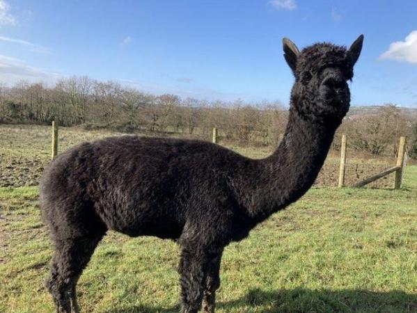 Image 2 of 2 alpaca entire males for sale