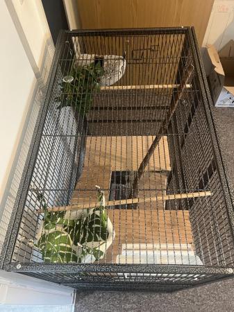 Image 3 of 2x Young Sugar Gliders + Full Cage Set Up.