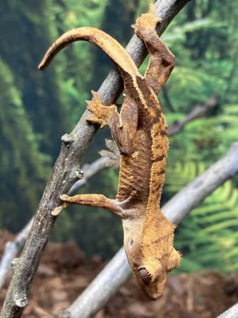 Image 5 of Unsexed juvenile red based flame crested gecko