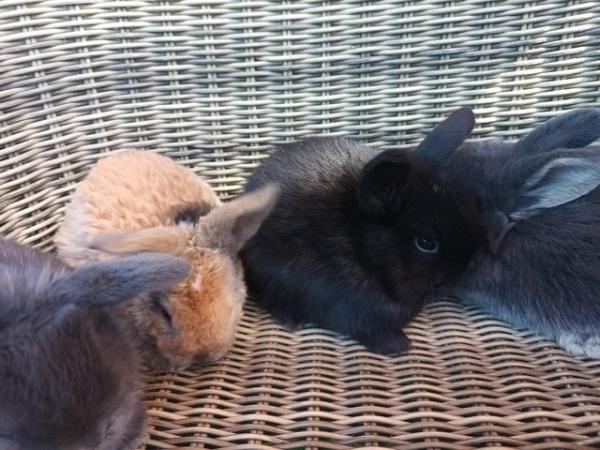 Image 12 of Baby mini lop bunnies for sale