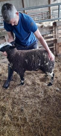 Image 4 of Dutch Spotted Ram Lamb for sale