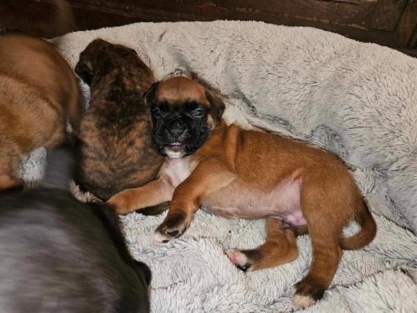 Image 4 of Sealed, red and brindle boxer puppies available.