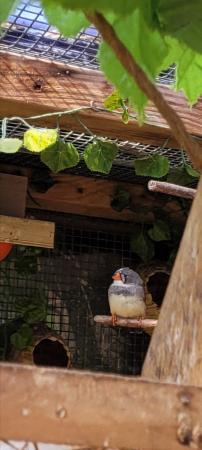 Image 3 of Zebra finches all young birds