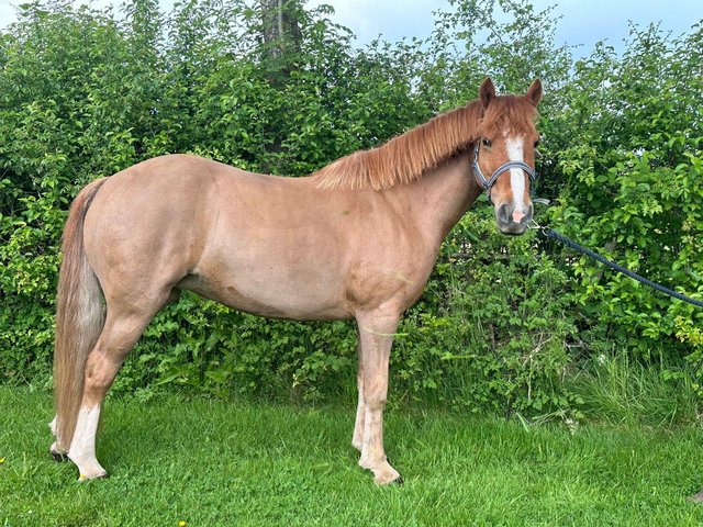 Preview of the first image of Beautiful Cob Mare 7yrs.