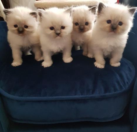 Image 3 of 4 beautiful pure ragdoll kittens