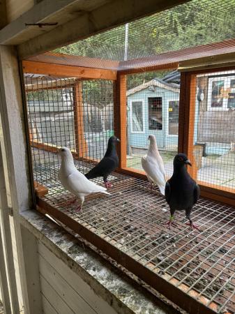 Image 4 of White racing pigeons and black racing pigeons