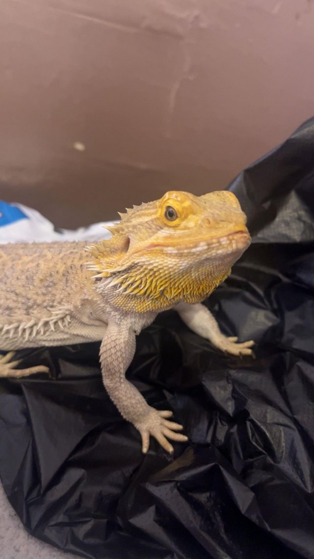 Preview of the first image of 2 year old bearded dragon and enclosure.