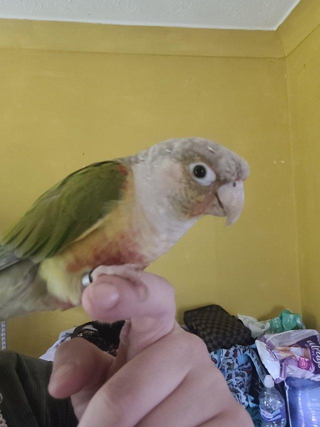 Preview of the first image of Hand tame conure parrot.