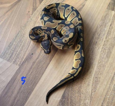 Image 6 of Royal Pythons for sale - Various