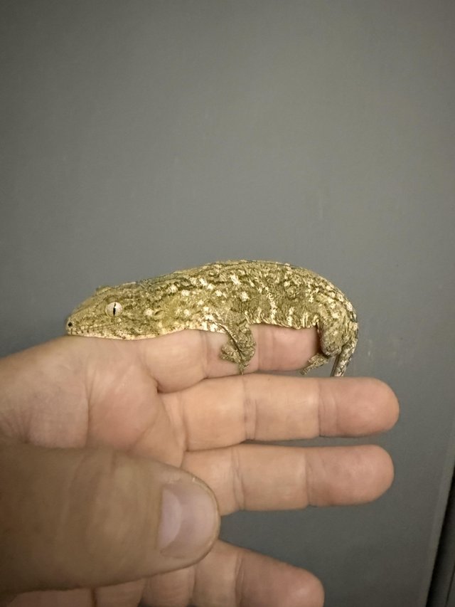 Beautiful pure Brosse locale Leachianus Giant Gecko For Sale
