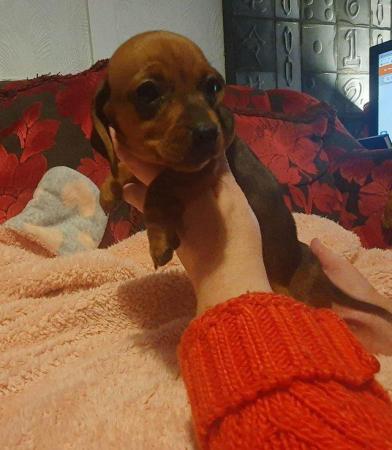 Image 6 of Miniature Dachshund for sale to loving home