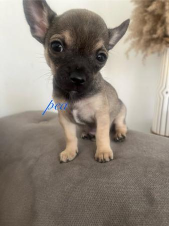 Image 1 of Chihuahua Puppies for Sale