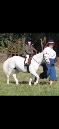 Image 1 of BEST HOME WANTED 11HH WELSH MARE