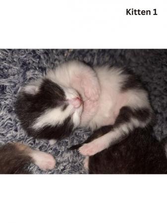 Image 2 of Female Kittens Availalable x3 from a litter of 5