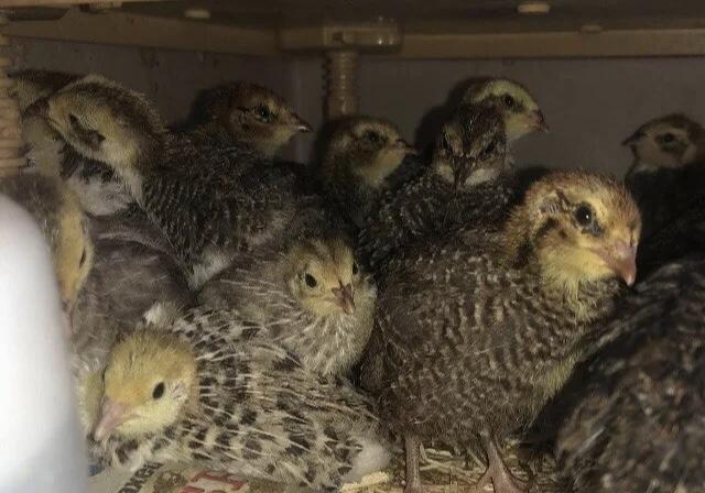 Image 19 of SEXED QUAILS AVAILABLE !