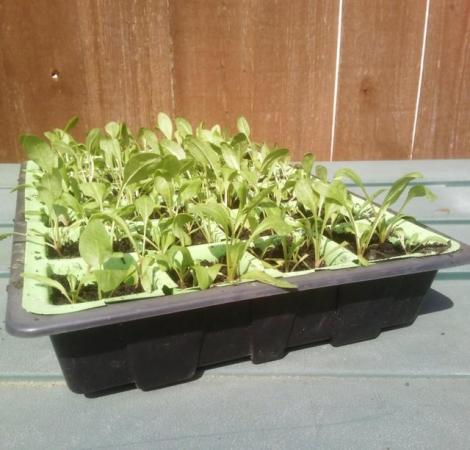 Image 2 of 5 x Spinach plants for £2 , 10 for £3.50 - nice bargain