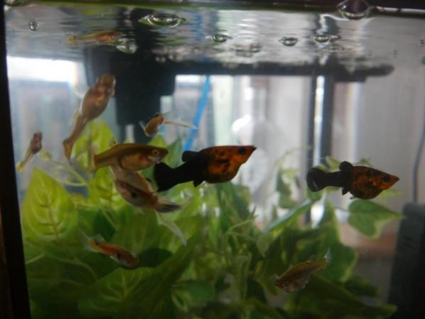 Image 1 of Guppy Fry and Molly Fry
