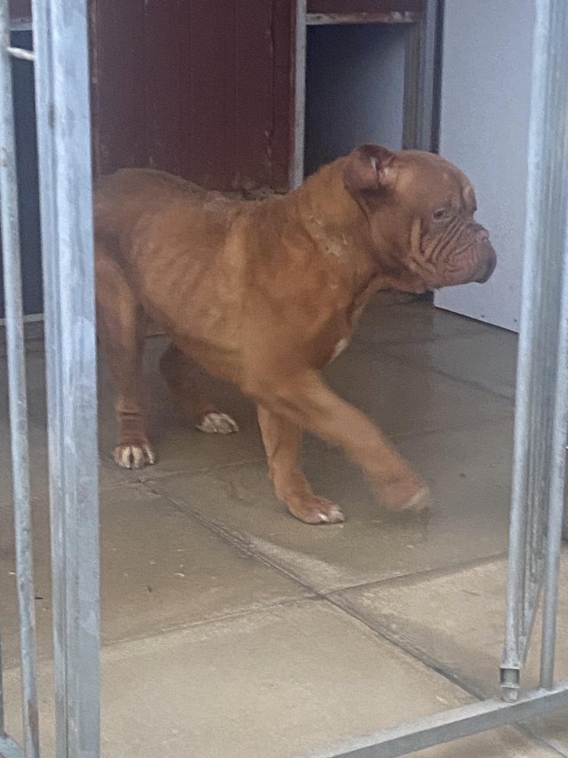 Preview of the first image of Dogue de Bordeaux female still puppy.