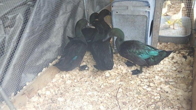 1 pair of cayuga ducks,