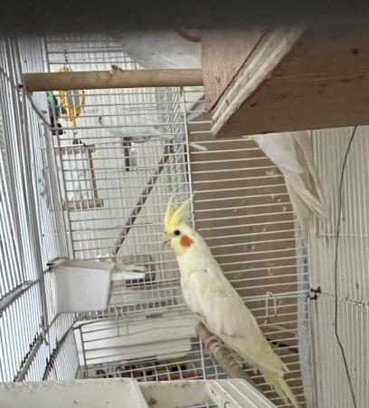 Image 5 of Stunning lutino cockatiels for sale