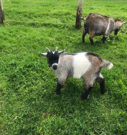 Image 3 of Pygmy Goat Kids, Registered Male Wethers