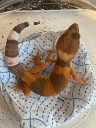 Image 4 of Leopard gecko, male/females