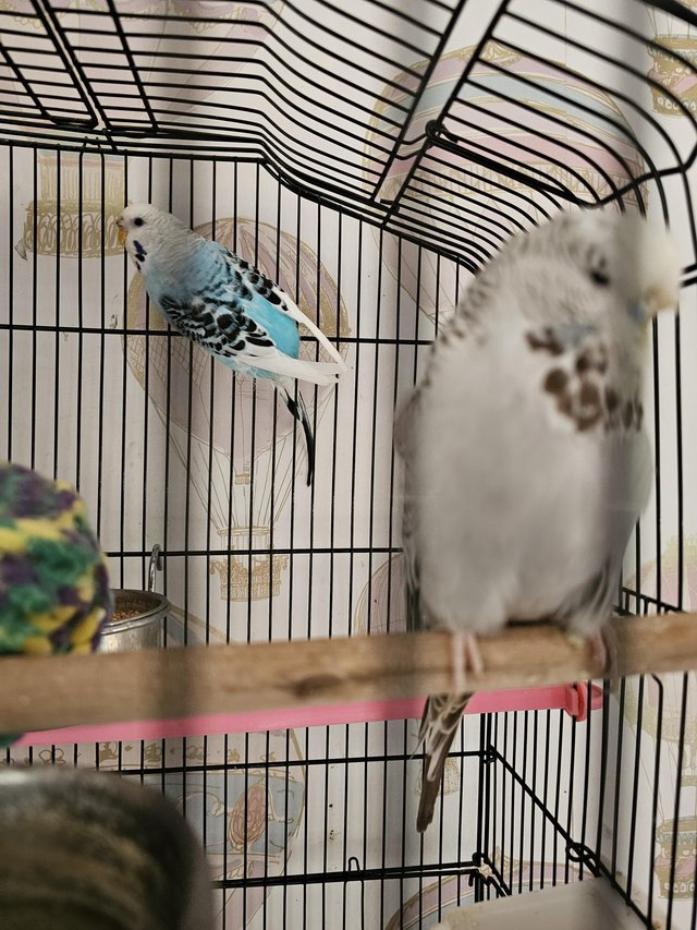 Preview of the first image of 2 budgies 1 male and 1 remale get on very well.