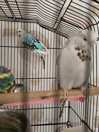 Image 1 of 2 budgies 1 male and 1 remale get on very well