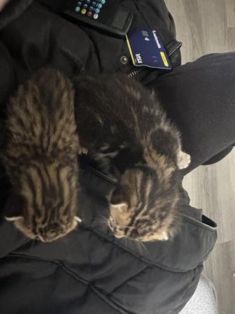 Image 4 of 4 week old Bengal cross kittens