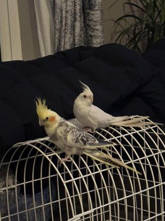 Image 1 of 2 male cockatiels with cage