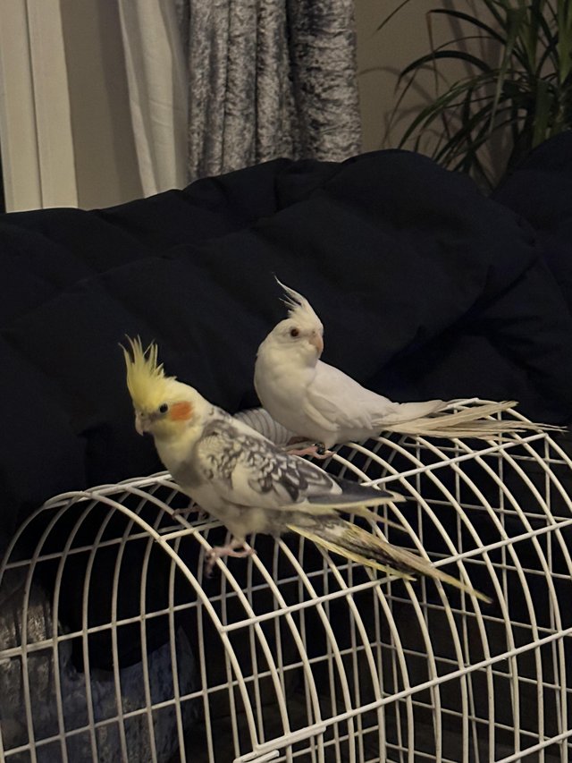 Preview of the first image of 2 male cockatiels with cage.