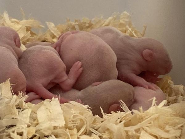 Image 1 of Baby Rex/Double Rex Rats