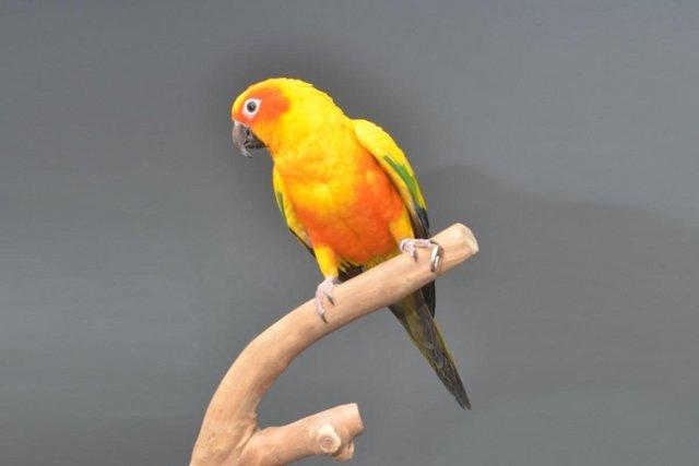 Image 2 of Baby Sun conures for sale,19