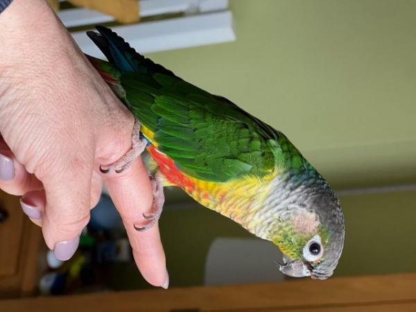 Image 2 of 1YR OLD PINEAPPLE CONURE LOOKING FOR ADVENTURES