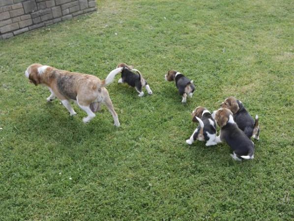 Image 13 of Beautiful Health Tested Beagle Puppies