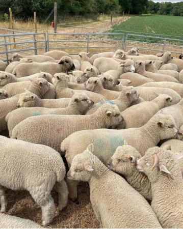 Image 1 of 10 pedigree Southdown ewe lambs